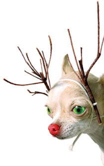 dog thing